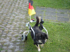 mickythebeagles Avatar
